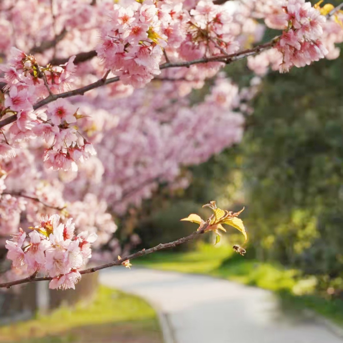 WHU_1893's tweet photo. Hello, #Spring!
Cherry blossoms are popping up all over #WuhanUniversity, bringing spring vibes to #WHU campus now a pretty spectacle in pink and white.๐ธ#BlossomsofWHU #Luojiashan https://t.co/pODHvScZ6Y
