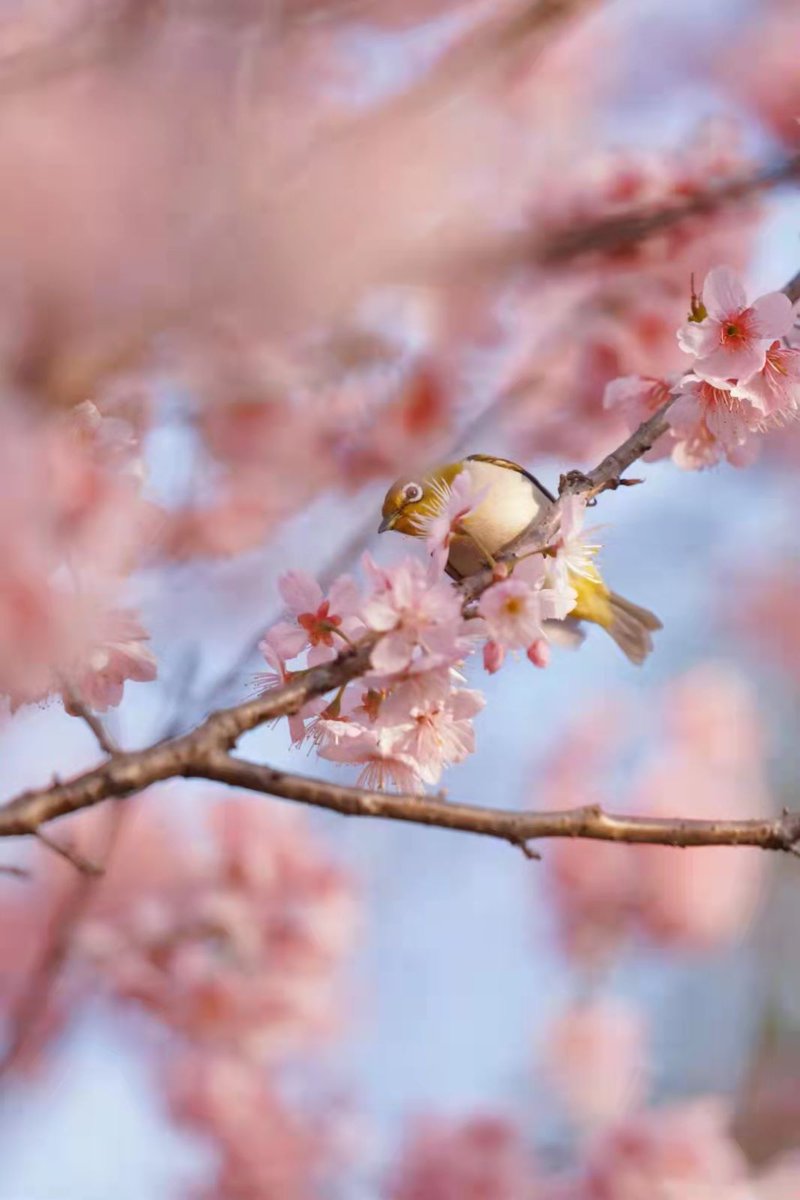 WHU_1893's tweet photo. Hello, #Spring!
Cherry blossoms are popping up all over #WuhanUniversity, bringing spring vibes to #WHU campus now a pretty spectacle in pink and white.๐ธ#BlossomsofWHU #Luojiashan https://t.co/pODHvScZ6Y