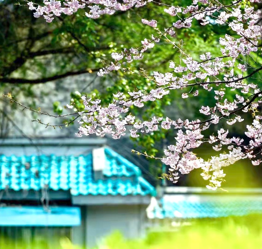 WHU_1893's tweet photo. Hello, #Spring!
Cherry blossoms are popping up all over #WuhanUniversity, bringing spring vibes to #WHU campus now a pretty spectacle in pink and white.๐ธ#BlossomsofWHU #Luojiashan https://t.co/pODHvScZ6Y