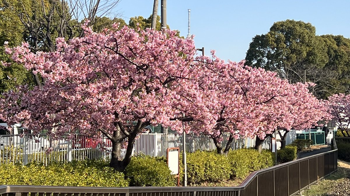 河津桜開花状況 木場公園の東側を流れる大横川沿いの河津桜が見ごろを迎えています 週末は暖かい日となりそうなので 感染対策をして ぜひおでかけください 河津桜 木場公園 大横川 おでかけ 江東区 江東区 江東区民ニュース 河津桜開花状況 木場公園の東側を流れる大横川沿いの河津桜が見ごろを迎えています 週末は暖かい日となりそうなので 感染対策をして ぜひおでかけください 河津桜 木場公園 大横川 おでかけ 江東区 江東区 江東区民ニュース