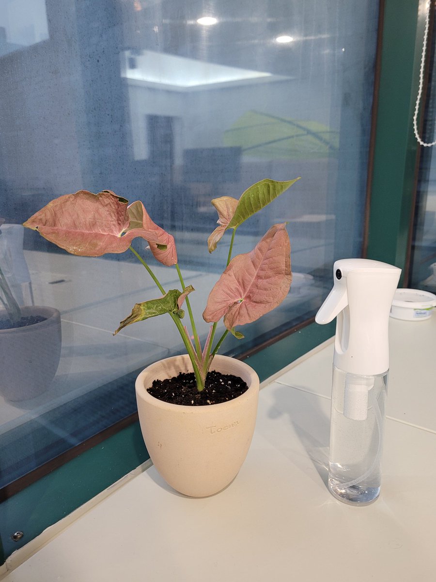 chalchal🌵 tweet media