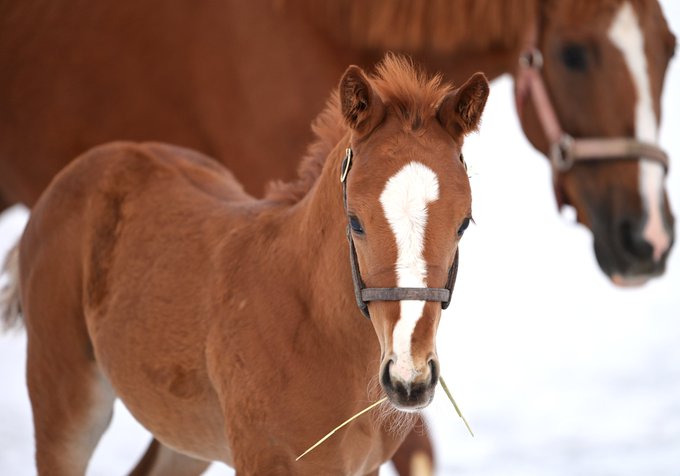 Popular Tweets Of 白老ファーム 1 Whotwi Graphical Twitter Analysis