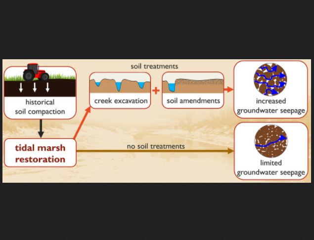 GCE_UAntwerp's tweet photo. Should we give restored tidal marshes a kick-start for efficient nutrient cycling? 
Potential pros and cons discussed in new paper by @NielsVanPutte: Solving hindered groundwater dynamics in restored tidal marshes by creek excavation and soil amendments.
https://t.co/tq3phguH5L https://t.co/xU48d3BNBM