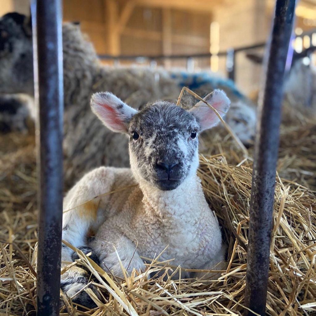 days_farm's tweet photo. Book your FREE Farm Discovery Day🌾
We are now taking bookings to welcome children back onto our farm for our lambing #FarmDiscoveryDays days this Spring! If you know of a school that would love to visit us here in the #YorkshireWolds do get in touch!
#FarmVisits #OutdoorLearning https://t.co/RPb0IJpgfS