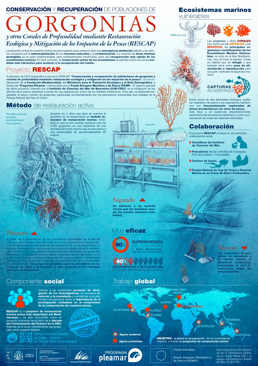 FBiodiversidad's tweet photo. 🌊El proyecto #RESCAP ha trabajado desde 2018 en la recuperación de gorgonias, corales, briozoos o esponjas, aplicando medidas innovadoras para su recuperación.
Esta infografía muestra la metodología aplicada por el @ICMCSIC para su conservación 👇👇.
#ProyectosFB #Pleamar https://t.co/9XlKjCDMtu