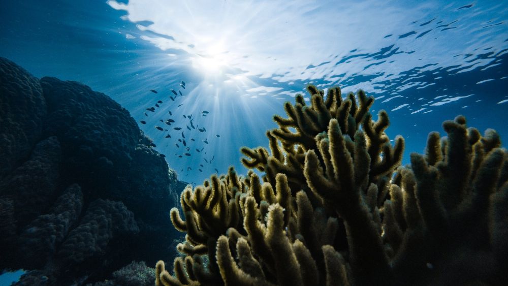 insciter's tweet image. Marine bioprospecting: an underwater world of opportunity.
Carlos de Rojas explores the fascinating research by experts including @hammerjeanet to find novel compounds originating in the sea to discover disruptive medical treatments. bit.ly/3sXVneq
