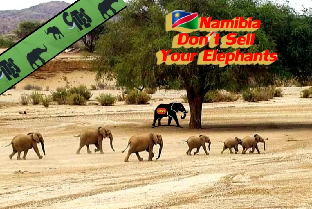 CitysFElephants's tweet photo. Dear @CITES Standing Committee members #SC74,
I am very disappointed in your postponement of the Live Elephants decision. #Namibia can continue to sell elephants & ship them around the world ..
1● Thread
#ElephantsToGo
#NamibiaDontSellYourElephants
#MEFT #CITES
@MinistryofEnvi2 https://t.co/uUNieeW7ac