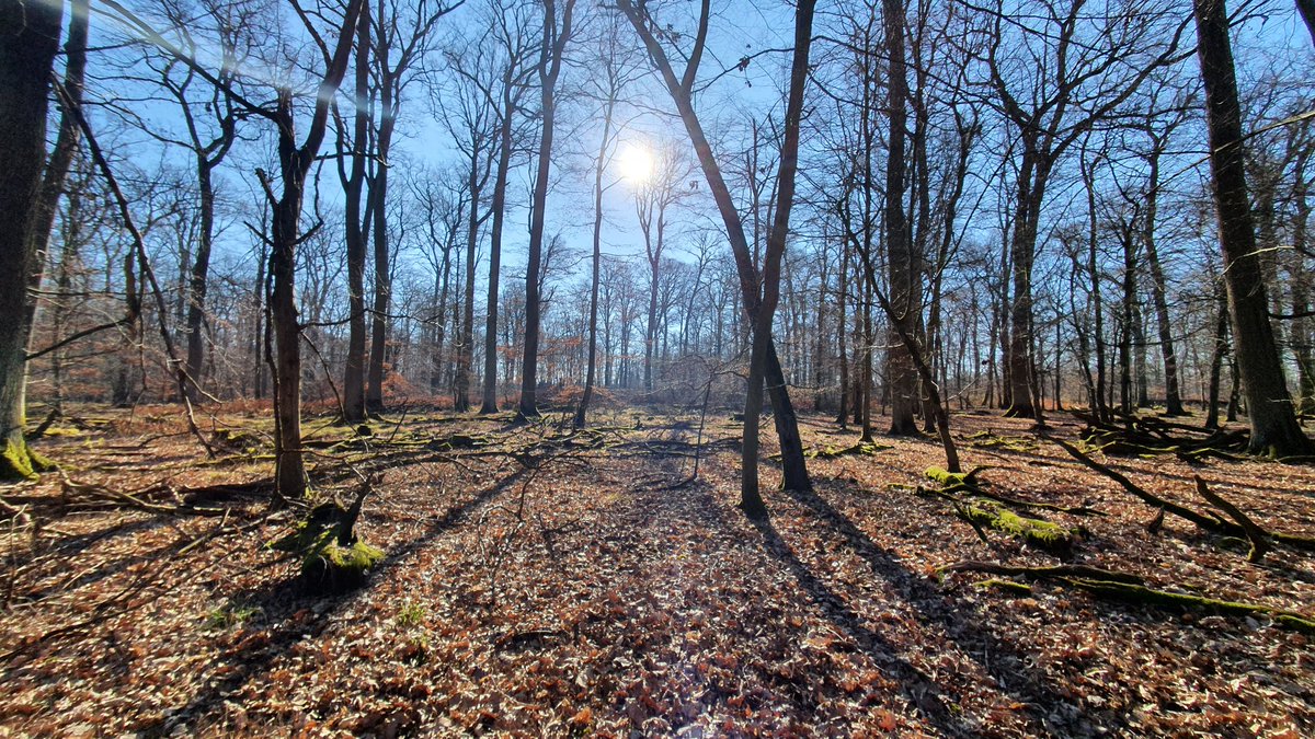 Der Wald umhüllt meine Seele.