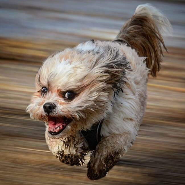 New Collection on Opensea : Maylo the flying dog