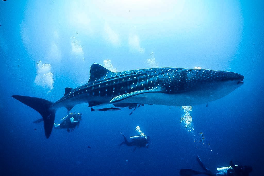 diveoclockpro's tweet photo. Drop Dive Maldives, Rasdhoo - Maldives π΄
π SSI Divemaster & Dive Instructor Courses & Internships
π https://t.co/LVOflguDID π
_______________________________________________
#maldives #rasdhoo #ssiitc #scuba #scubadiving https://t.co/8vR0vt2MFb