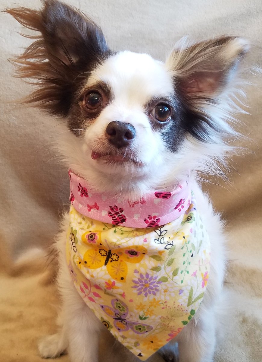 📢#KindnessGiveaway #4 🎉
WIN 1 of 2 Bandanas
Ukraine Flag or Wildflowers &amp; Paws!
To Enter
➡️Comment Which Yoo Want &amp; A Funny 🤣 GIF!
2 Winners Drawn at 8PM PST!
🎉5 Giveaway Days, M-F dis week!
(☘️St. Paddy's Bandanas still 20% OFF in store)
Please RETWEET!
😁❤️🐶
#dogsoftwitter