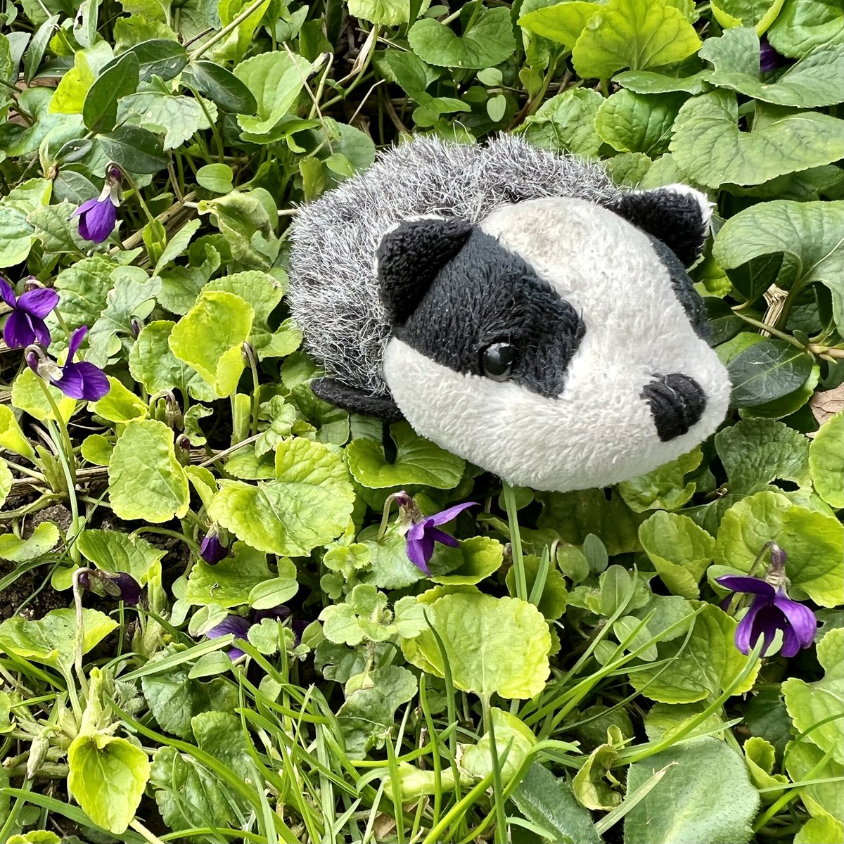 TravellingBadg1's tweet photo. Edwina says the Spring is more advanced in #Berkshire than in #Norfolk - these violets and primroses suggest she’s right… #wildflowers #SpringWatch #AltTexts https://t.co/vFSJG9IVgq