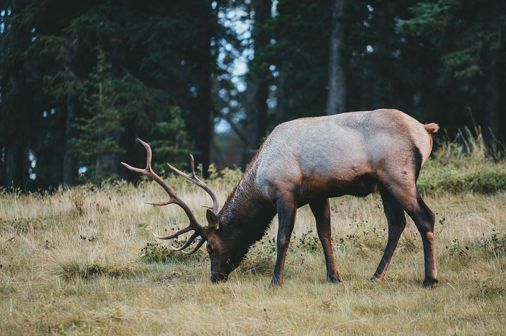 delevendenatuur's tweet photo. Jagen met oog voor ecologie?
In de nieuwe rubliek: De Splijtzwam, laat De Levende Natuur deskundigen discussiëren over een heikel onderwerp uit het natuurbeheer. Deze keer: natuurvolgend wildbeheer.
Nog geen abonnee? Je hebt tot vrijdag 11 maart 23:59 u.!
https://t.co/ui9W2RAP9z https://t.co/dn3IKYGdGh