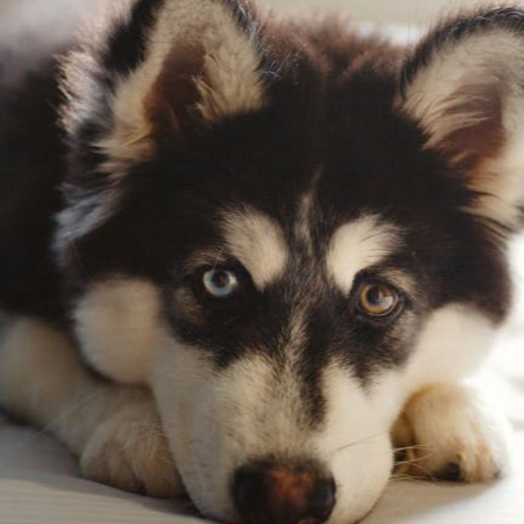 We are so excited about the start of Crufts today! We hope all our guests visiting the show with their gorgeous pooches have a fabulous few days!