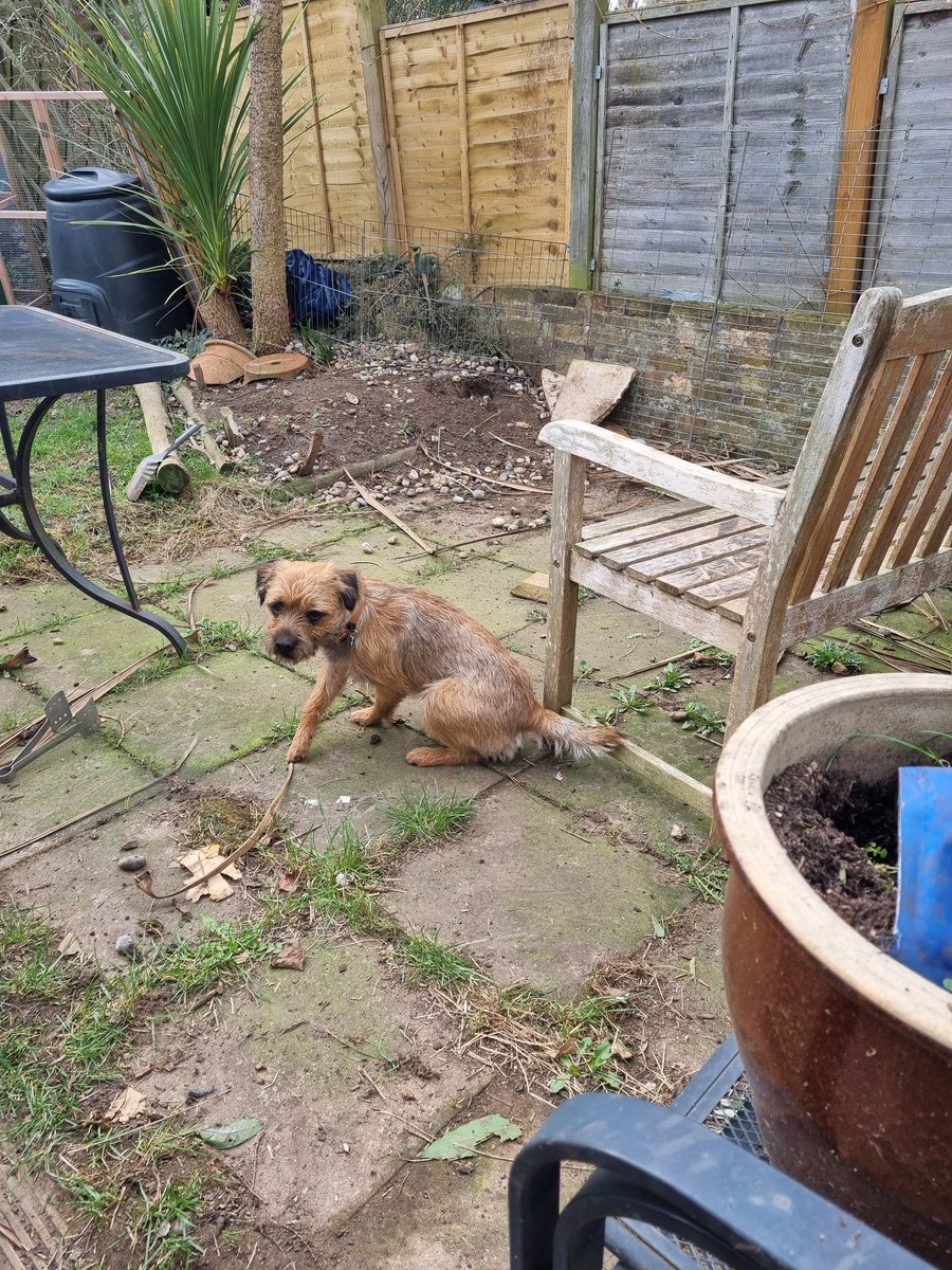 GrumpygrumpsT's tweet photo. During mum's VERY IMPAWTENT DO NOT DISTURBS meeting dis morning we borked at random stuff, dug lots of holes, ate non edible fings & chased each ovver VERY loudly. We's luff halping mum at meetings! @Nipper_BT #BTPosse #BorderTerrier #halping #DogsofTwittter #wfh https://t.co/UdZPAuxaSV