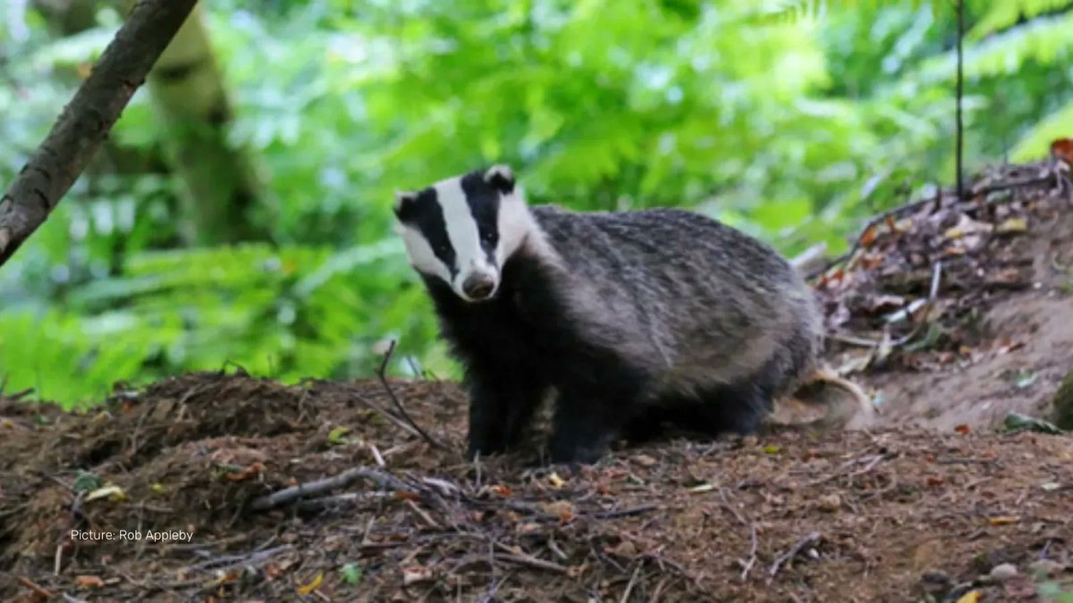 BBOWT's tweet photo. On Monday MPs will debate whether the #badgercull should continue for four more years.
We believe the cull should stop now and the Government should focus on alternatives like vaccination.
To #StandUpForBadgers find your MP and contact them here π
https://t.co/uTqsXINhIA https://t.co/ZgBwCFzYpi