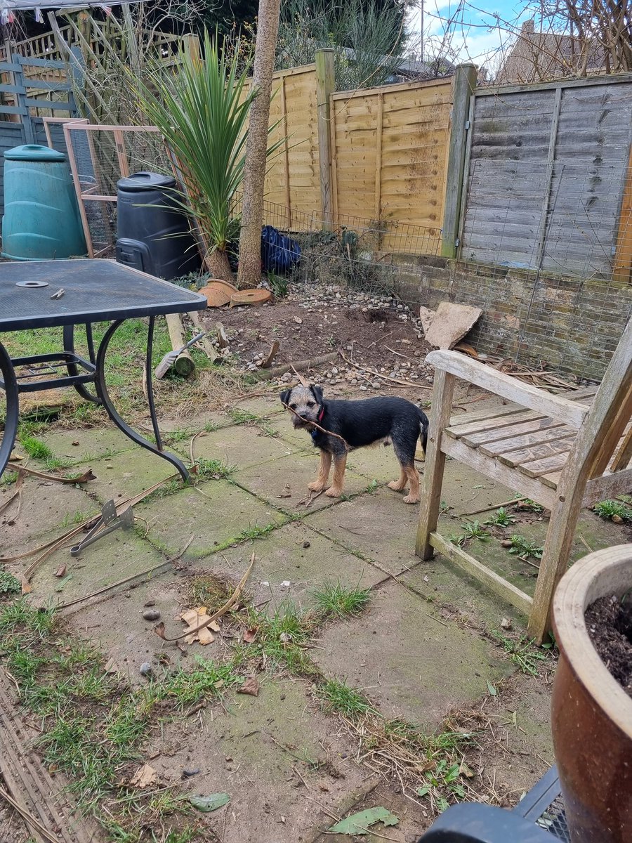 GrumpygrumpsT's tweet photo. During mum's VERY IMPAWTENT DO NOT DISTURBS meeting dis morning we borked at random stuff, dug lots of holes, ate non edible fings & chased each ovver VERY loudly. We's luff halping mum at meetings! @Nipper_BT #BTPosse #BorderTerrier #halping #DogsofTwittter #wfh https://t.co/UdZPAuxaSV