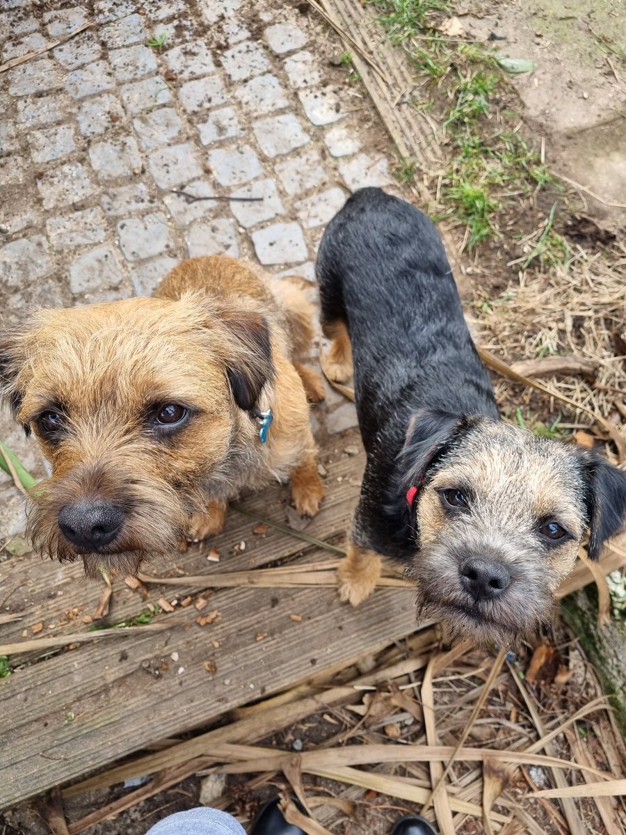 GrumpygrumpsT's tweet photo. During mum's VERY IMPAWTENT DO NOT DISTURBS meeting dis morning we borked at random stuff, dug lots of holes, ate non edible fings & chased each ovver VERY loudly. We's luff halping mum at meetings! @Nipper_BT #BTPosse #BorderTerrier #halping #DogsofTwittter #wfh https://t.co/UdZPAuxaSV