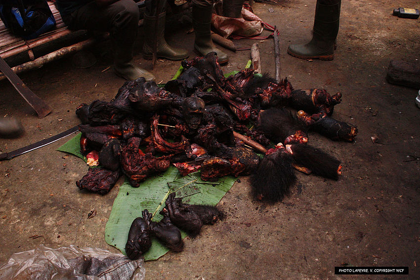 GiselleHuerta16's tweet photo. Hunters do not hesitate to kill chimpanzees due to the income they'll receive for the bushmeat. Not only do they decrease chimps' population, these but also increases the risks of transmitting diseases from chimpanzees into the human population #39canimals https://t.co/j4WSvOEAfG