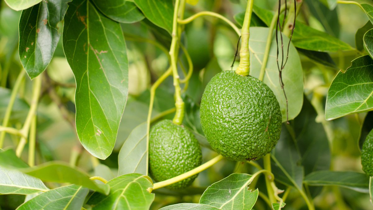 AtlanticaAGRI's tweet photo. 🧐🥑 Identifican un posible nuevo método para proteger al #aguacate de la podredumbre que causa la #RoselliniaNecatrix.

Se trata de una investigación liderada por el @IHSM_CSIC_UMA y en colaboración con la @UZH_en 👍 Vía @ValenciaFruits

◾ https://t.co/DgROfsiJWt https://t.co/y2yGmUxSsW