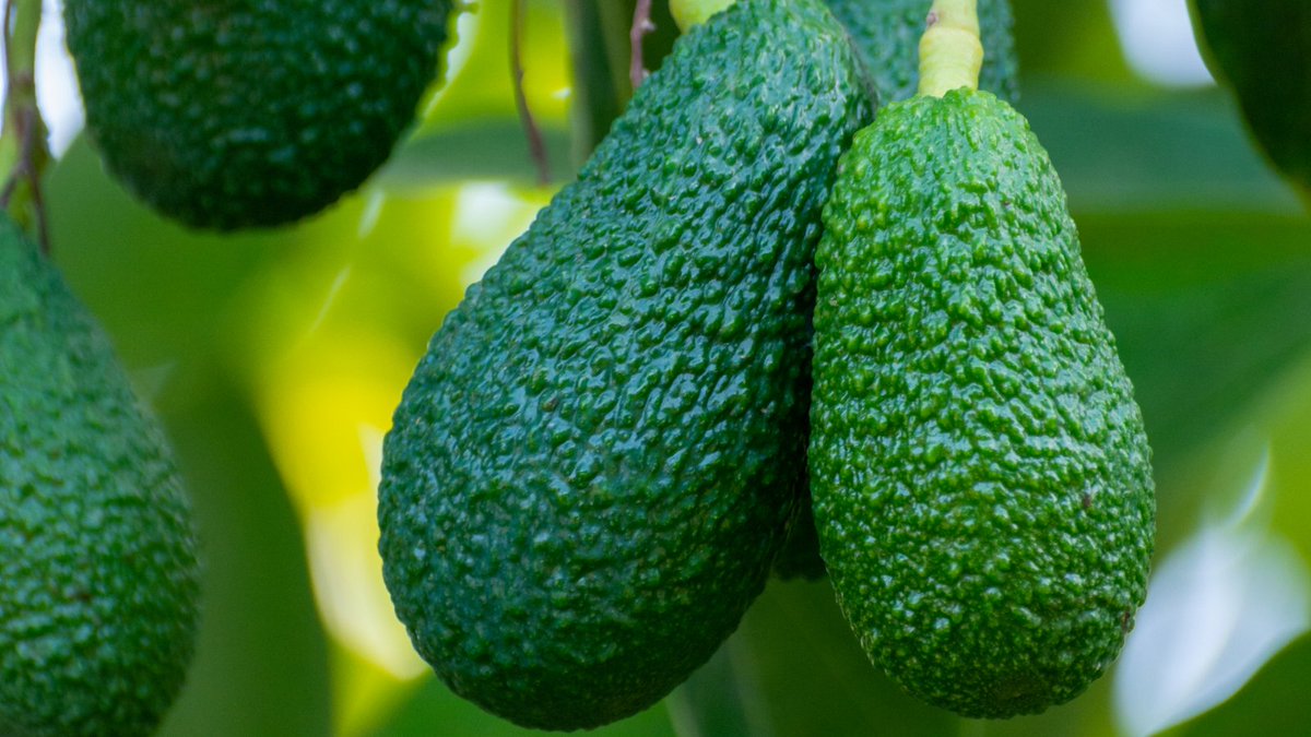AtlanticaAGRI's tweet photo. 🧐🥑 Identifican un posible nuevo método para proteger al #aguacate de la podredumbre que causa la #RoselliniaNecatrix.

Se trata de una investigación liderada por el @IHSM_CSIC_UMA y en colaboración con la @UZH_en 👍 Vía @ValenciaFruits

◾ https://t.co/DgROfsiJWt https://t.co/y2yGmUxSsW
