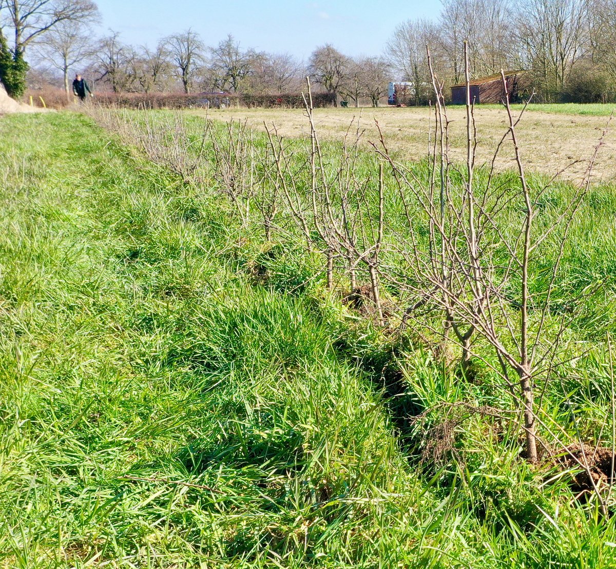 larsvanpeij's tweet photo. Niks zo mooi als heggen terugplanten waar ze vroeger stonden. 🙂 Ook de eigenaar was heel blij dat we dit voor ze konden doen. Ernaast ligt een net ingezaaide kruidenrand. https://t.co/HguOOPrRPW https://t.co/hVmJ4E12Rh