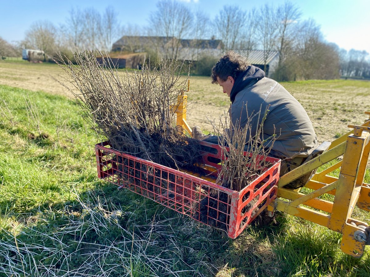 larsvanpeij's tweet photo. Niks zo mooi als heggen terugplanten waar ze vroeger stonden. 🙂 Ook de eigenaar was heel blij dat we dit voor ze konden doen. Ernaast ligt een net ingezaaide kruidenrand. https://t.co/HguOOPrRPW https://t.co/hVmJ4E12Rh
