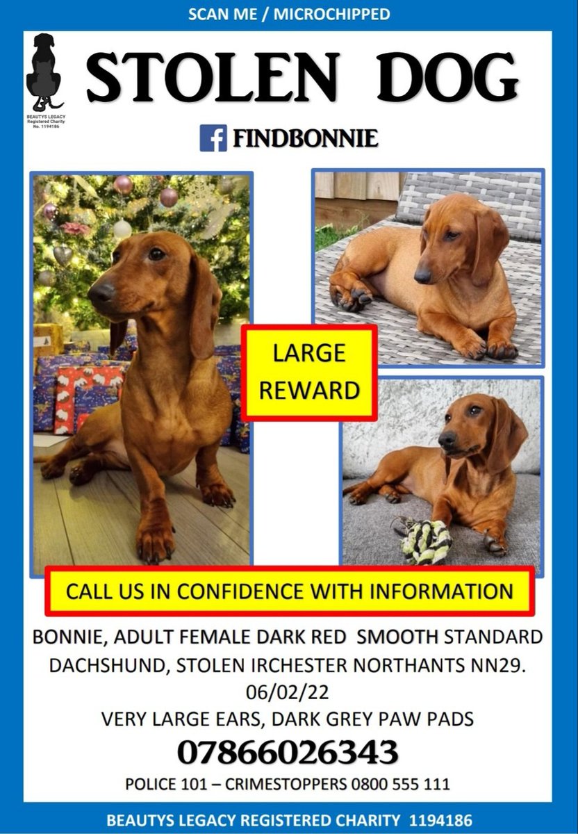 beautys_legacy's tweet photo. Now we have Rosa home, found in #oldbury, there is just Bonnie left to find. She will feature on @BBCCrimewatch  with @RavWilding  this month. We must find her for Ernie. @Autism @BBCNorthampton @NorthantsPolice @ChrisGPackham #findbonnie #irchester3 #dachshund #petabduction https://t.co/oDdRpJ1HPe
