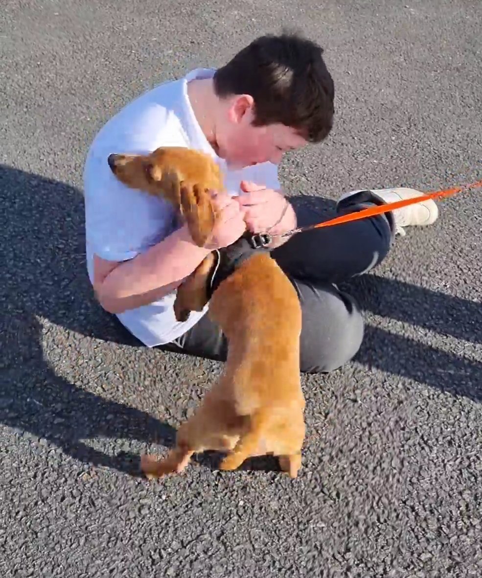 beautys_legacy's tweet photo. Now we have Rosa home, found in #oldbury, there is just Bonnie left to find. She will feature on @BBCCrimewatch  with @RavWilding  this month. We must find her for Ernie. @Autism @BBCNorthampton @NorthantsPolice @ChrisGPackham #findbonnie #irchester3 #dachshund #petabduction https://t.co/oDdRpJ1HPe