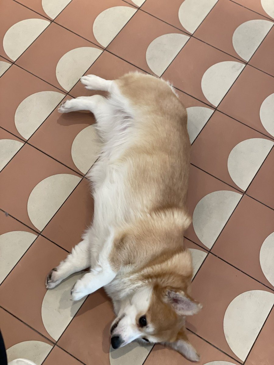 SavethemDAO's tweet photo. Don‘t feel like going to work today. #NFTs #dogsoftwitter https://t.co/At4YtuVRxO