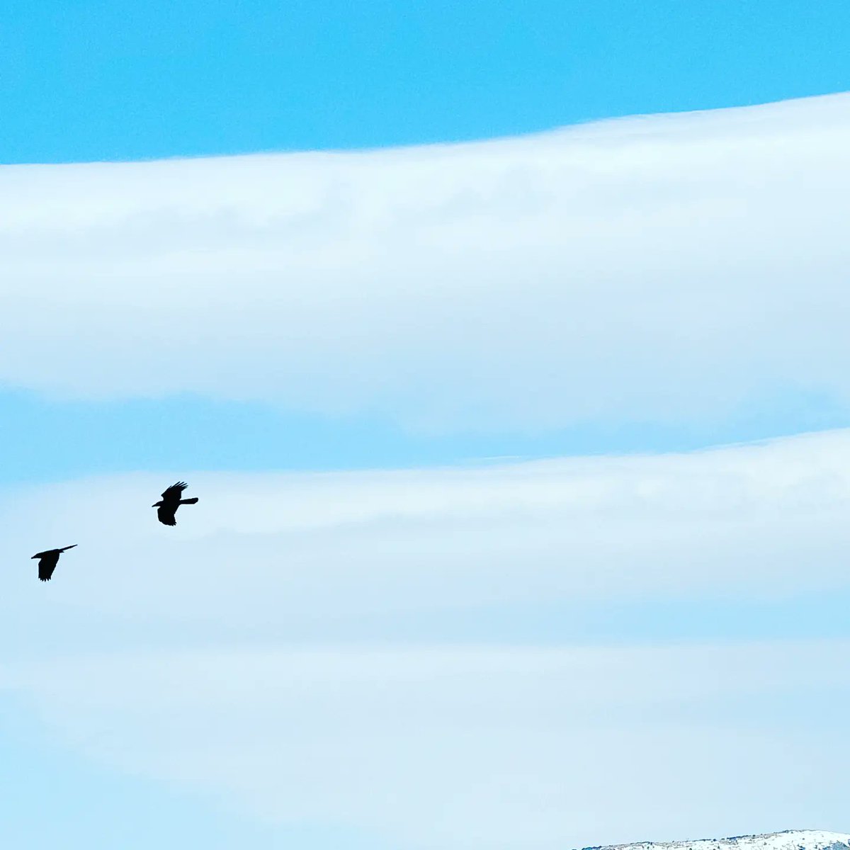 NftSiwoo's tweet photo. like a birds #2 https://t.co/2K25dMHECT