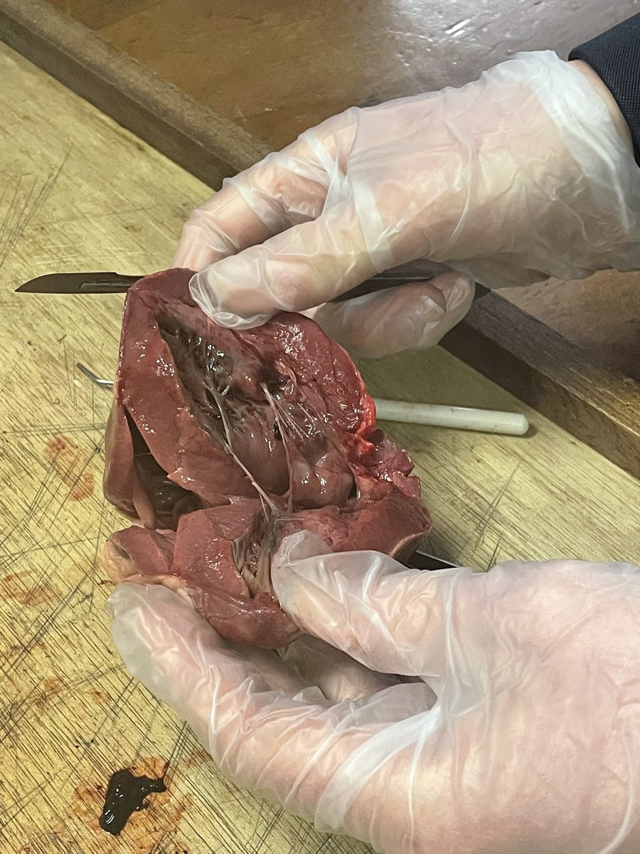 SLG Biology Dept. (@deptslg) on Twitter photo TEEP - Constructing meaning in AS Biology with a Heart dissection <a href="/DeptSlg/">SLG Biology Dept.</a> <a href="/LandTstlouis/">Learning and Teaching @ St. Louis</a> <a href="/SLGBallymena/">St Louis Ballymena</a> TEEP - Constructing meaning in AS Biology with a Heart dissection <a href="/DeptSlg/">SLG Biology Dept.</a> <a href="/LandTstlouis/">Learning and Teaching @ St. Louis</a> <a href="/SLGBallymena/">St Louis Ballymena</a>