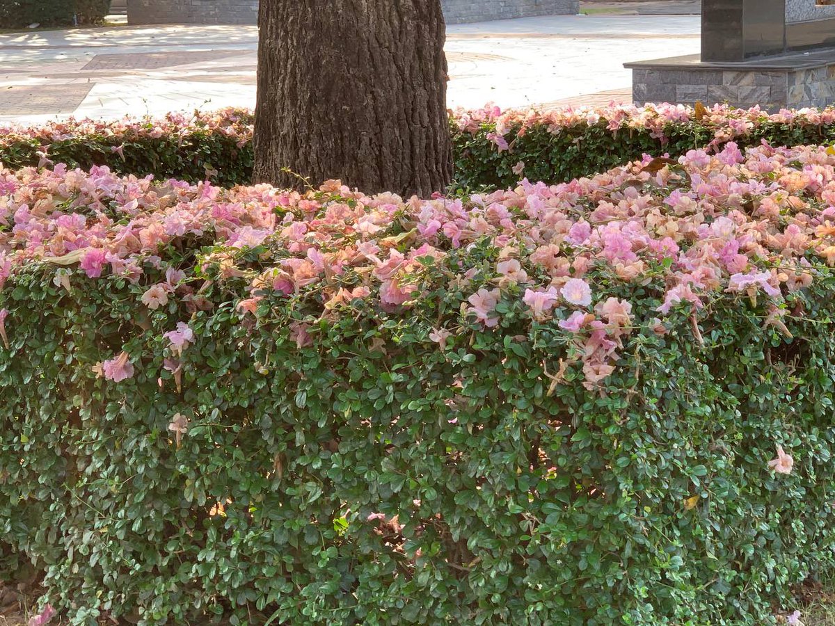 Fleur_Cambodge's tweet photo. Greetings! Flowers are blooming here 🥰 https://t.co/4XfiiACGMO