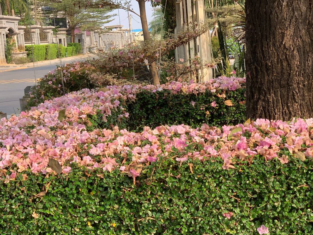 Fleur_Cambodge's tweet photo. Greetings! Flowers are blooming here 🥰 https://t.co/4XfiiACGMO