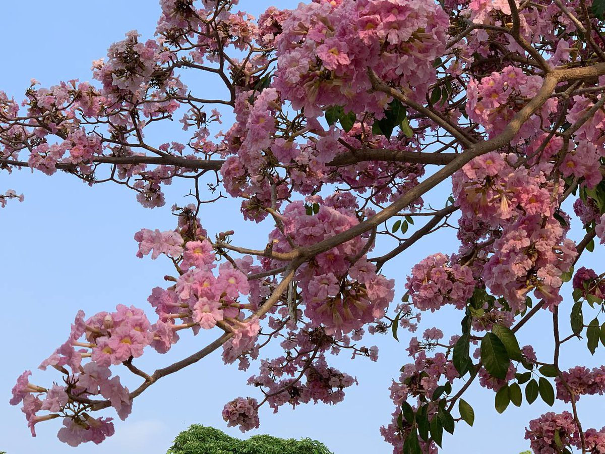 Fleur_Cambodge's tweet photo. Greetings! Flowers are blooming here 🥰 https://t.co/4XfiiACGMO