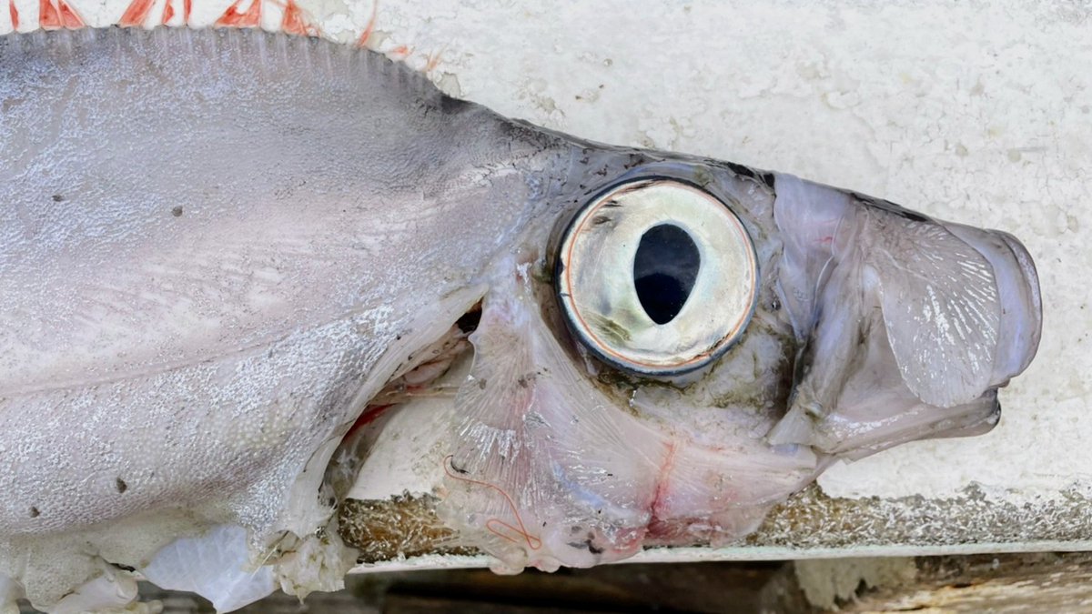 shinkaigyo_ch's tweet photo. The fish living in the deep sea wanted big eyes. The fish living in the cave did not need their eyes. Why is it the opposite choice when the situation is the same in dark water?
#Japan,#Shizuoka,#Heda,#Deep_Sea,#Deep_Sea_Fish,#Suruga_Bay,#Traditional_Trawl_Fishing https://t.co/RpxX0WhJIE