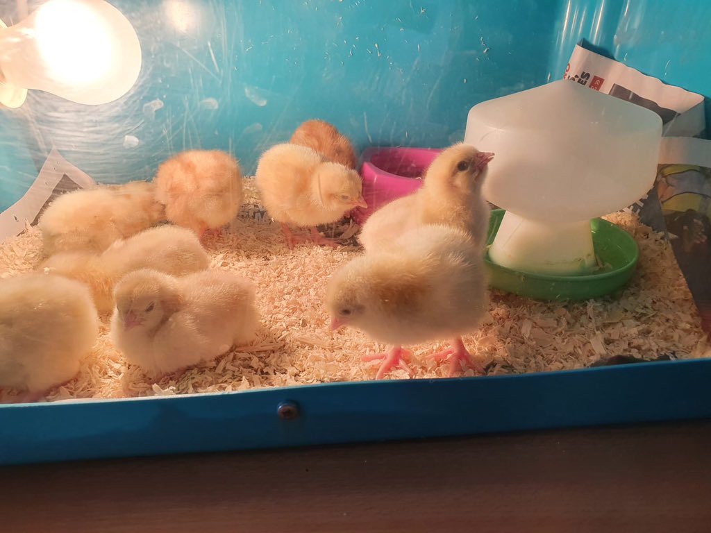 NorthgateSchoo1's tweet photo. Our chicks enjoying their new home https://t.co/QcrNwFbiAb