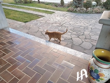LambertiAnna2's tweet photo. #GattoMerlino Veniva sempre a trovare la #Mosky (la gatta di mia sorella, che non cè più). Gli è rimasta l'abitudine di passare di qui; è uno dei gatti della sua vicina. 💙💛😻 https://t.co/p0s1poVwhs