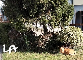 LambertiAnna2's tweet photo. #GattoMerlino Veniva sempre a trovare la #Mosky (la gatta di mia sorella, che non cè più). Gli è rimasta l'abitudine di passare di qui; è uno dei gatti della sua vicina. 💙💛😻 https://t.co/p0s1poVwhs