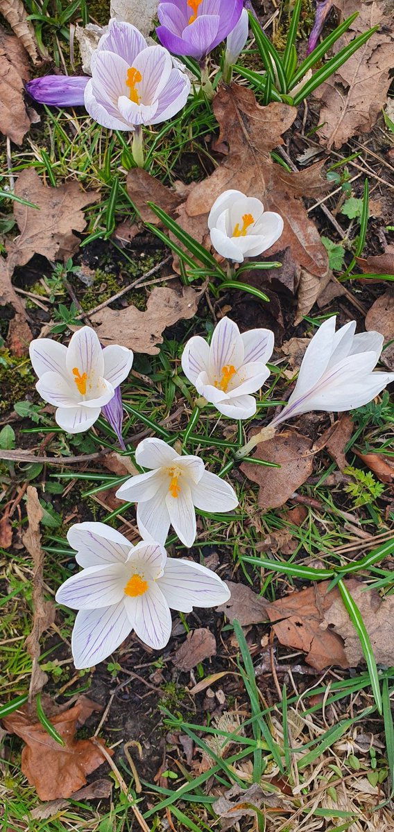 Spring has sprung! The birds are singing, and the enrichment carousel is enjoying the Bethany School site in all its pristine beauty! Love this time of year.