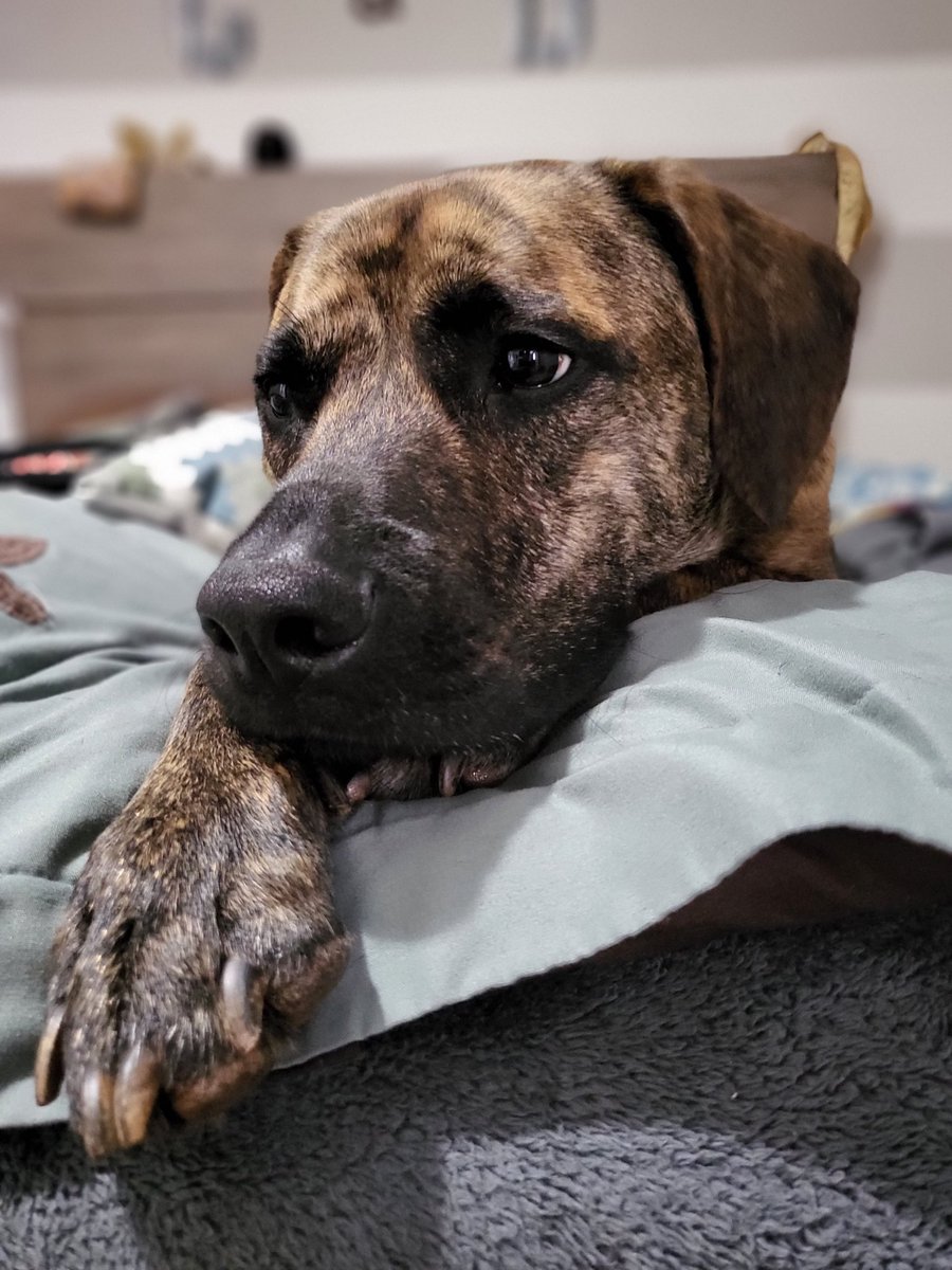 Goodmorning everypawdy ☀️🐕🐾
#dogsoftwitter #ThursdayMorning #goodmorning