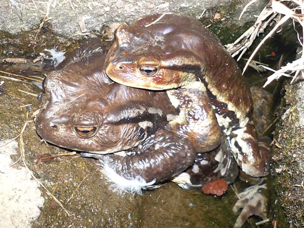 herptiles's tweet photo. もうピークは過ぎたものの
今年は雨が少なかったためか
産卵は大集合せず散発的に起きているようだ。
#ヒキガエル　#カエル　
#両生類
#アズマヒキガエル
#JapaneseCommonToad https://t.co/jTunO3sD7Z