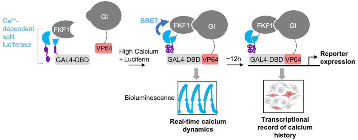 "Here we introduce LuCID, a dual-purpose real-time calcium indicator and transcriptional calcium integrator"

Erdenee and <a href="/aliceyting/">Alice Ting</a>'s new tool can also read out other cellular events such as protein–protein interactions.

pubs.acs.org/doi/full/10.10…
<a href="/Stanford/">Stanford University</a> 
#calcium
#signaling
