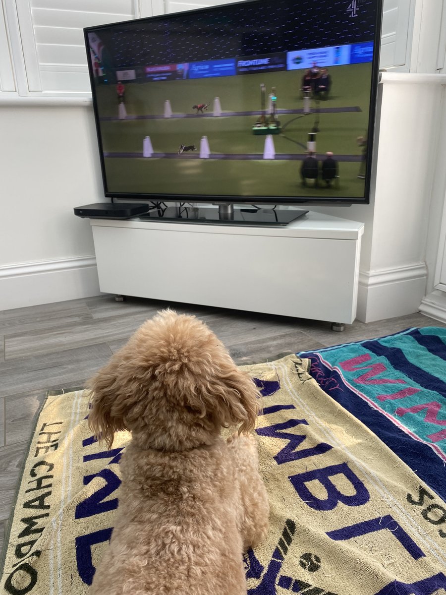 Waited 2 years for my favourite TV programme #Crufts (Cooper the cavapoo)