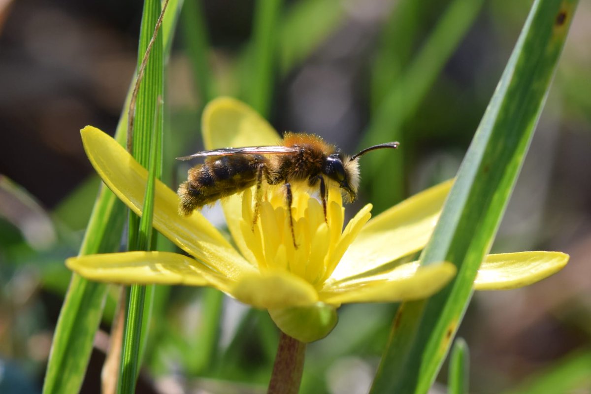 mure_solene's tweet photo. Une andrene : petite abeille solitaire sortie du sol  sur la ferme expérimentale de Miermaigne 
#biodiversite #pollinisateur  #fermeexperimentaledemiermaigne
@chambagri28 https://t.co/iqY3XYImJy