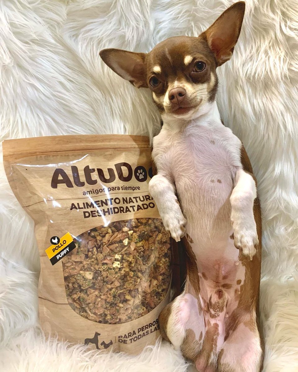 Altudog's tweet image. Así de lleno y contento se queda Yoda (@yodathechi_ ) 🐶después de comer su correspondiente ración diaria de AltuDog, ahora está en su mejor momento porque ha disfrutado muchísimo de su menú de pollo🐔
.

#AltuDog #alimentonatural #alimentonaturaldeshidratado #comidaparaperros