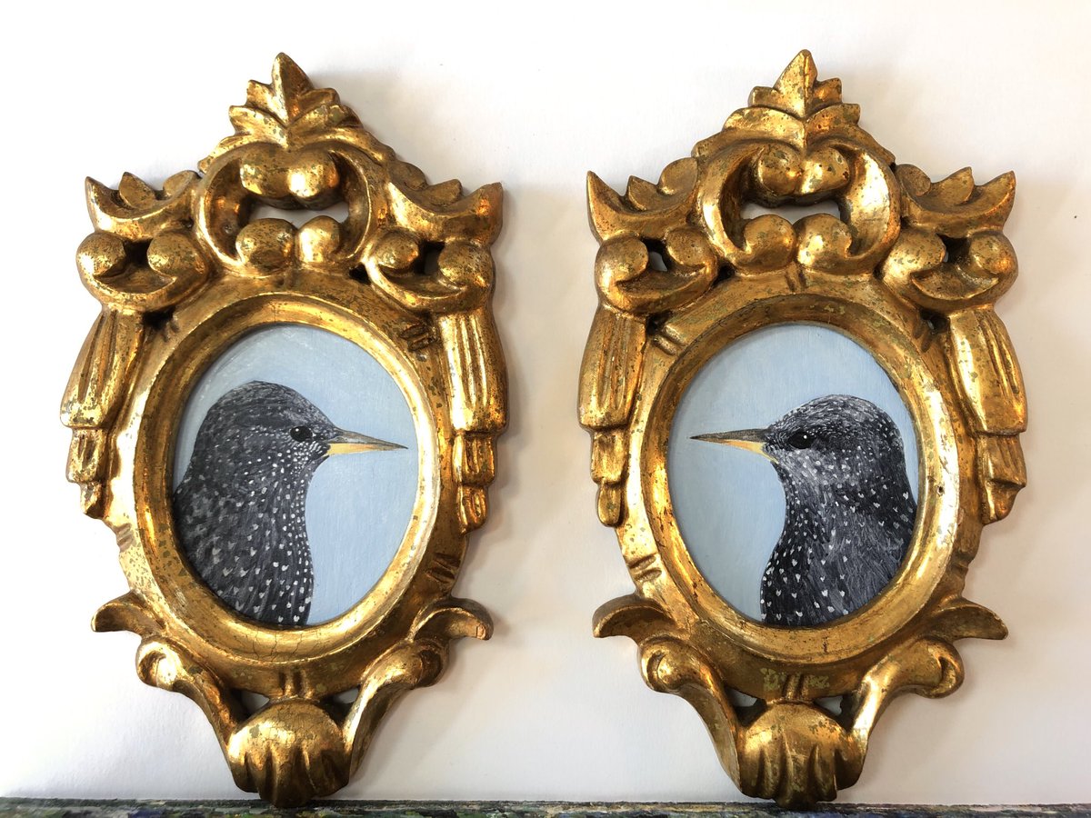 lizaadamczewski's tweet photo. The latest addition to the miniature painting exhibition is a pair of starlings painted on wood panels in vintage gilt carved wood florentine frames.
#Starlings #MiniaturePaintings #BirdsInArt #VintageFrames #WelshArt #WelshPainter #EcologicalArt #Icons #ArtCollector #Inspiration https://t.co/XFKbJ8V0QS