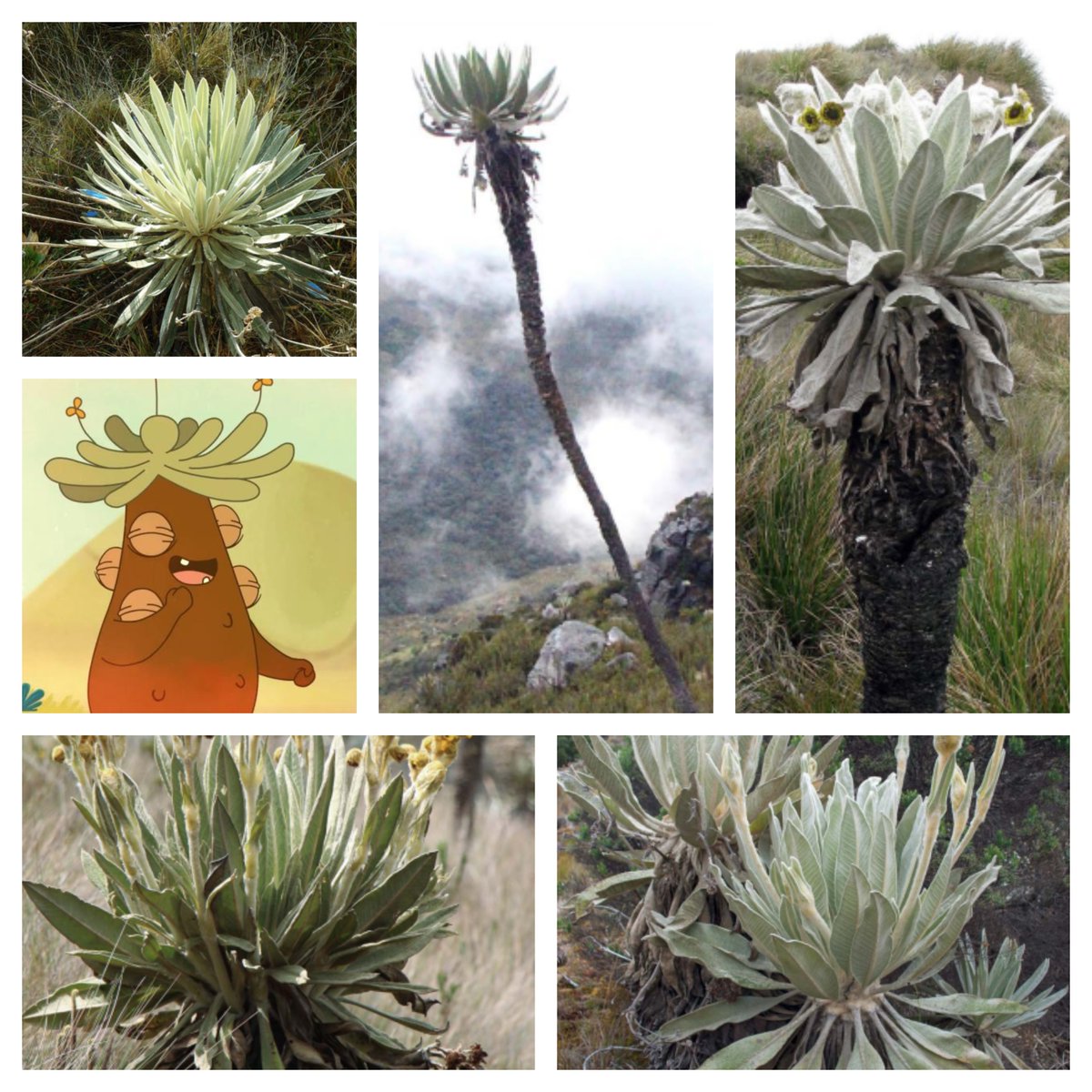 inst_humboldt's tweet photo. Gracias @soyelfrailejon hoy estamos hablando de uno de los símbolos del páramo: El frailejón. El país cuenta con 90 especies reconocidas de las cuáles 78 son endémicas. Pero sabes cuál es el estado de algunos miembros de la familia de #ErnestoPerezEnVivo. Acá te lo contamos👇 https://t.co/wwUqlklgQ7