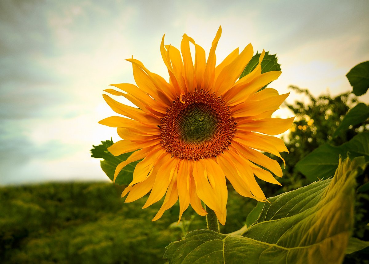 NorthGAScience's tweet photo. There are many varieties of #sunflowers, and not all of them are the famous yellow. Other colors include cream, pink, brown, and purple! https://t.co/BSDwpwTIrM