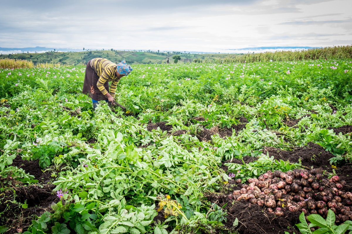 _RajPatel's tweet photo. Want evidence that agroecology can feed the world? There's plenty.  Lauren Baker from @futureoffoodorg shares some in @civileats https://t.co/zK5675i3jt https://t.co/pEOLyxQ6YJ